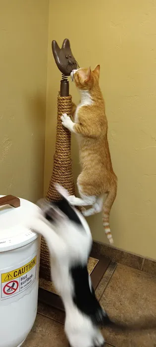 Healthy Paws Veterinary Clinic 1