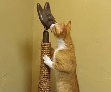Healthy Paws Veterinary Clinic