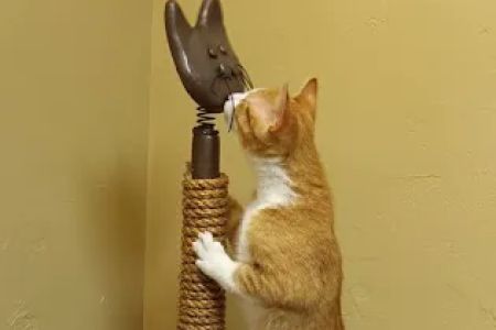 Healthy Paws Veterinary Clinic