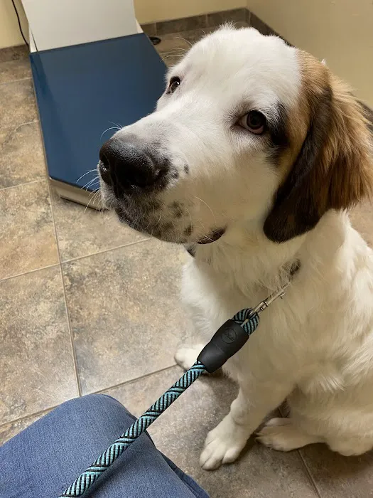 Healthy Paws Veterinary Clinic 7