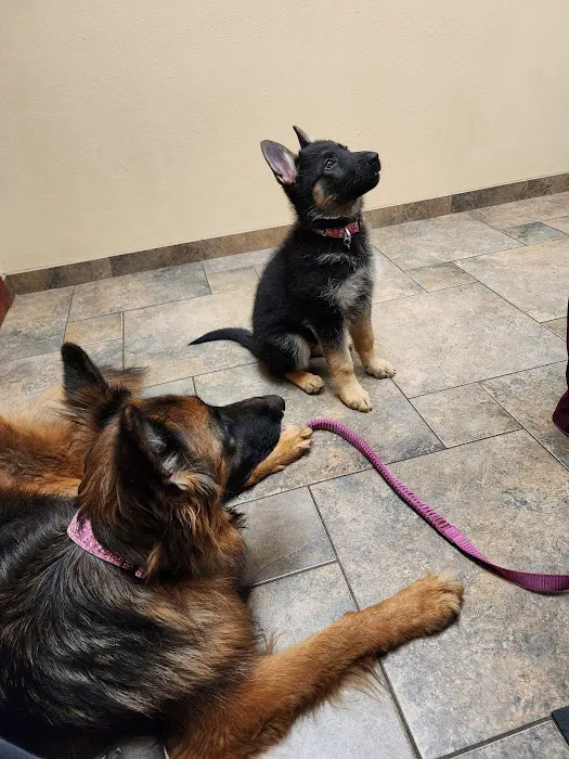 Healthy Paws Veterinary Clinic 10