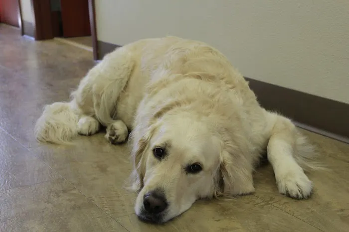 Healthy Paws Veterinary Clinic 9