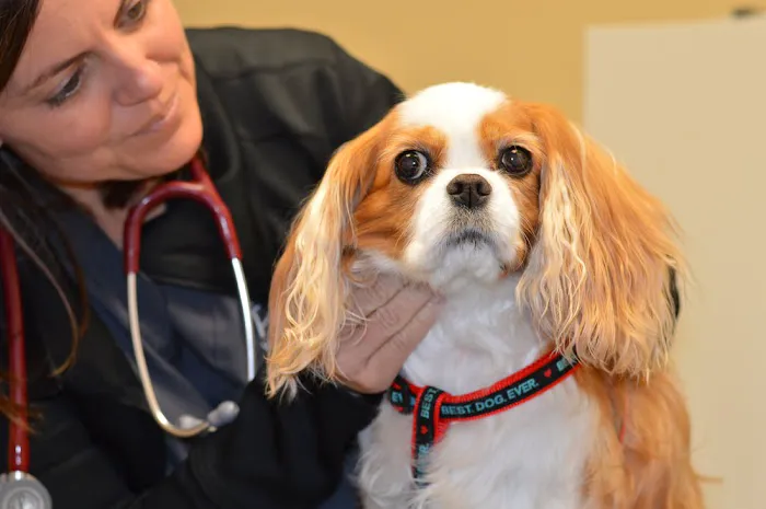 Healthy Paws of Sheboygan 2