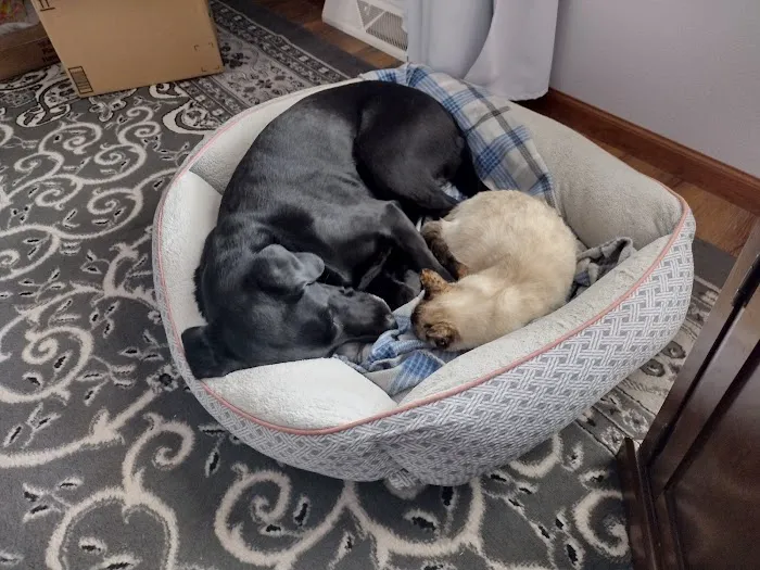 Healthy Paws of Sheboygan 8