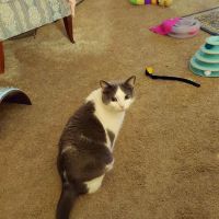 Healthy Paws of Sheboygan ico