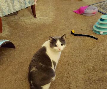 Healthy Paws of Sheboygan