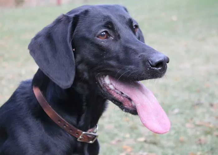 Healthy Paws of Sheboygan 5