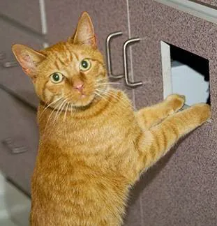 Sheboygan Animal Hospital 12