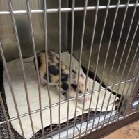 Tri-County Veterinary Services LLC ico