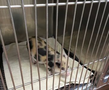 Tri-County Veterinary Services LLC