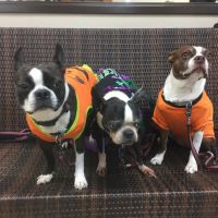 Progress Park Veterinary Hospital ico