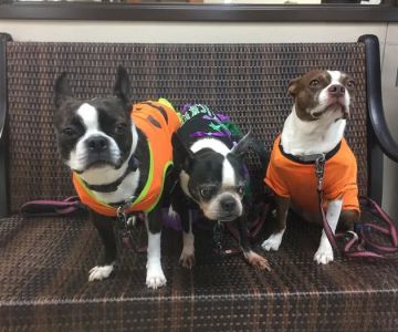 Progress Park Veterinary Hospital
