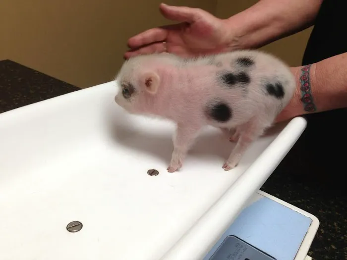 Ancare Veterinary Hospital 1