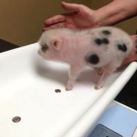 Ancare Veterinary Hospital ico