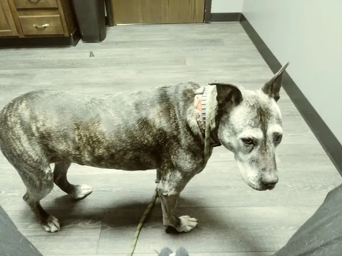 Bridgeview Veterinary Hospital 3