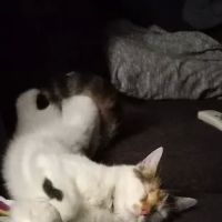 Animal Care Clinic ico