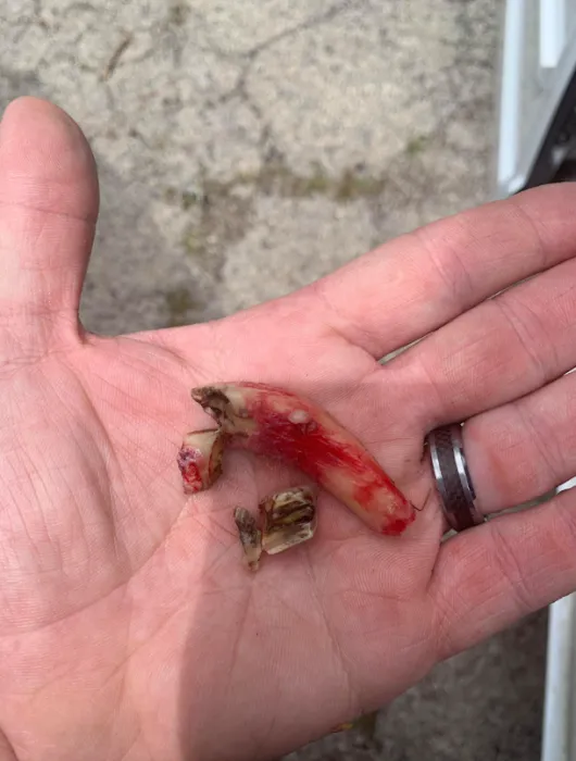 Chenoweth Equine Dentistry 12
