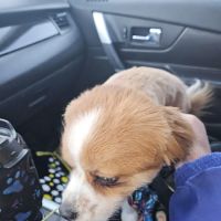 Ambassador Animal Hospital ico