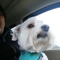 All Pets Mobile Clinic ico