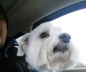 All Pets Mobile Clinic