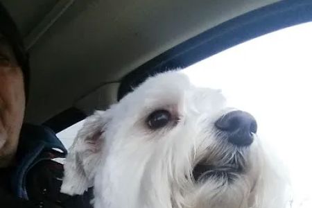 All Pets Mobile Clinic