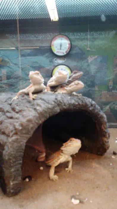 Petco 3