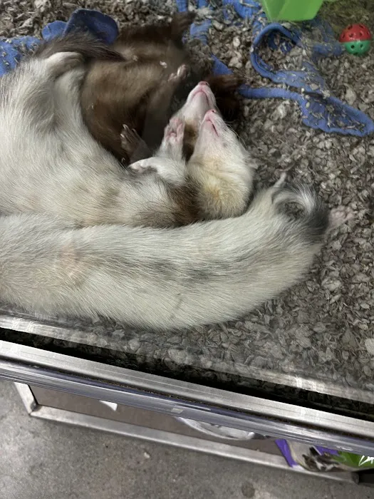 Petco 9