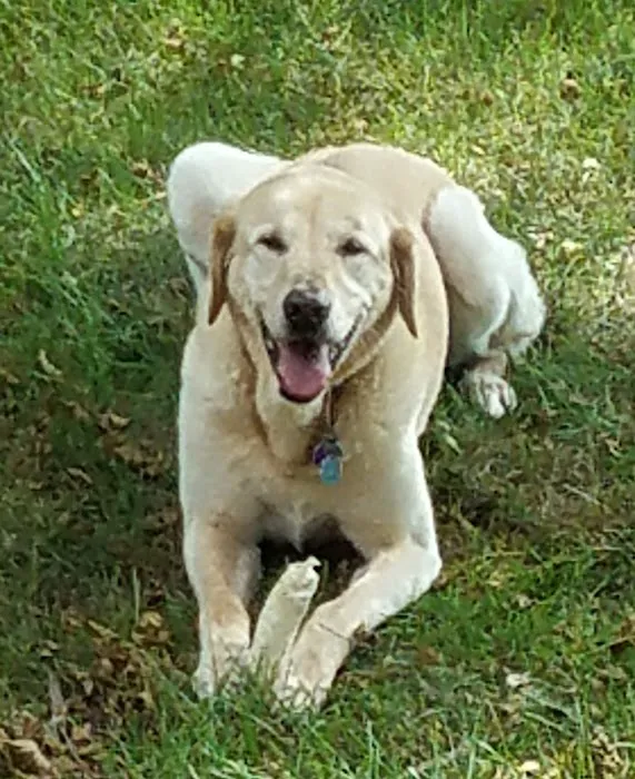 Clinton Veterinary Clinic Iowa: Drs. Eslick, Kemmerer, & Aman 8