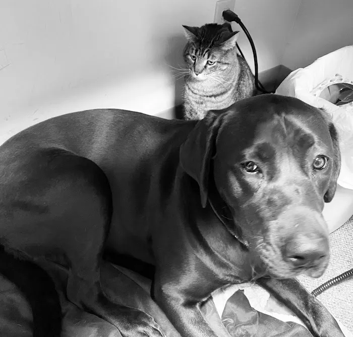 Camanche Veterinary Clinic 12