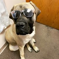 Camanche Veterinary Clinic ico
