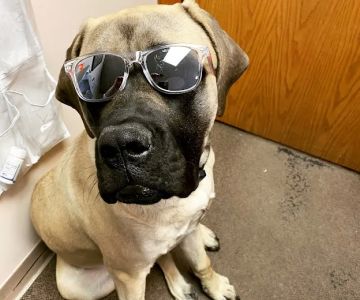 Camanche Veterinary Clinic