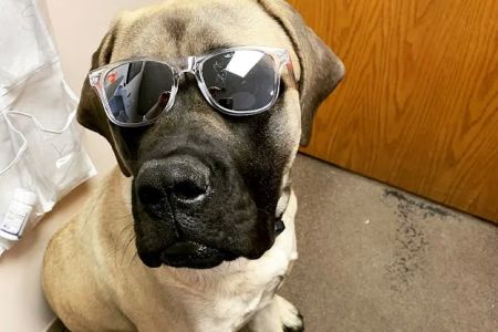 Camanche Veterinary Clinic