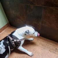 Lena Veterinary Clinic ico