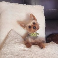 Sugar River Veterinary Services ico