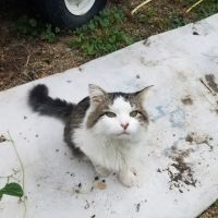 Argyle Veterinary Service SC ico