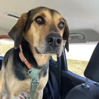 Harrisonburg Animal Hospital ico