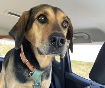 Harrisonburg Animal Hospital