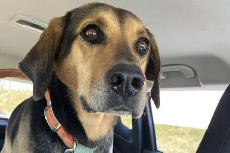 Harrisonburg Animal Hospital