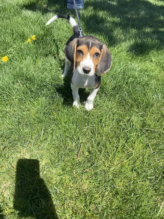 Harrisonburg Animal Hospital 12
