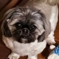 Green Meadows Veterinary Services ico