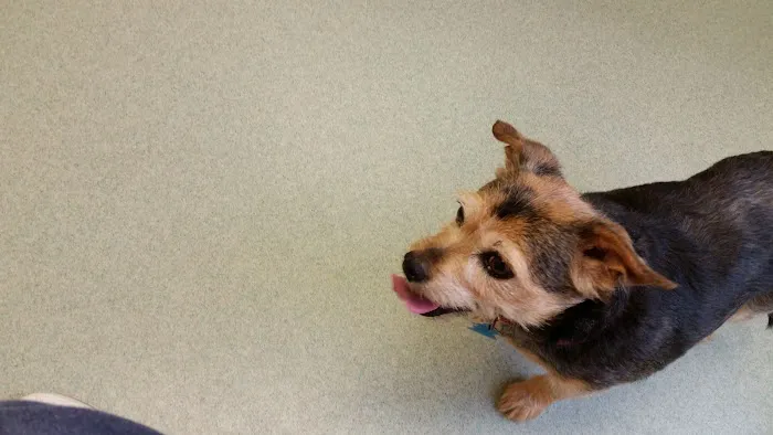 Green Meadows Veterinary Services 6