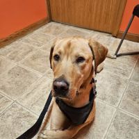 Lost River Animal Hospital ico