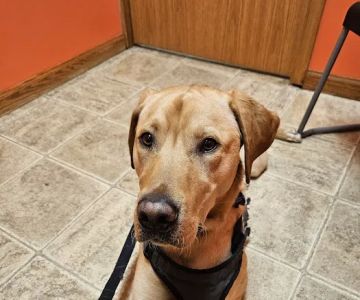 Lost River Animal Hospital