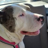 Anicira Veterinary Center ico