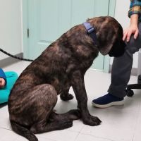 Heartland Veterinary Clinic ico