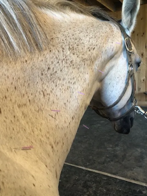 Riverbend Equine Veterinary Services 4