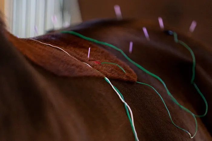 Riverbend Equine Veterinary Services 7