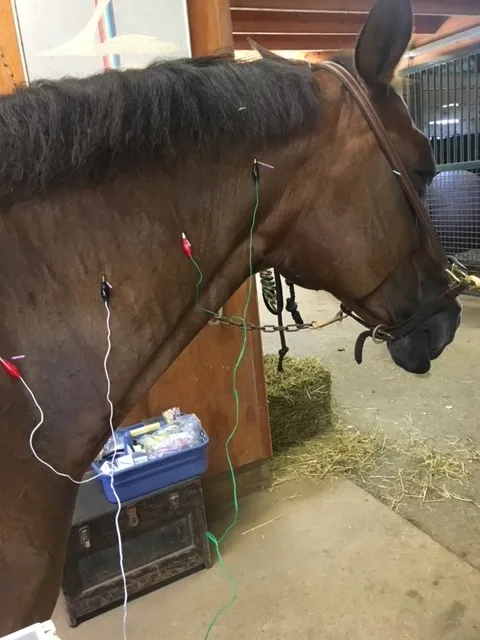 Riverbend Equine Veterinary Services 10