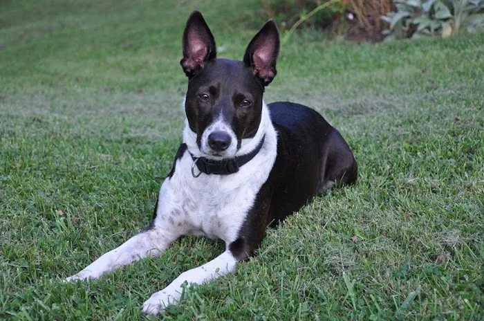 Ruckersville Animal Hospital 3
