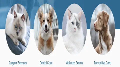 Ruckersville Animal Hospital 6